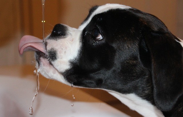 SepTanos Wasser